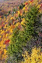 _MG_1085 fall color in the blackwater river canyon-blackwater falls state park wv.JPG