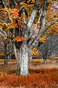 _MG_1513 fall color-canaan valley state park.jpg