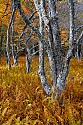 _MG_1526 canaan valley state park-Fall color.jpg