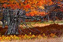 _MG_1692 canaan valley state park-fall color near blackwater river.jpg