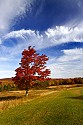 _MG_1736 sugar maple in canaan valley state park.jpg