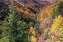 _MG_2119 fall color in the blackwater river canyon-blackwater falls state park wv.jpg