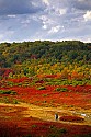 _MG_2663 backpacker along trail at Dolly Sods-fall color.jpg