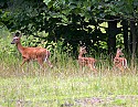 _MG_7426 chief logan state park - Whitetail doe and two fawns.jpg