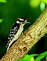 _DSC3407 male hairy woodpecker note difference in beak length with downy.jpg
