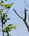 _MG_2231 red-headed woodpeckers.jpg
