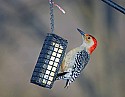 DSC_1135 red-bellied woodpecker n.jpg