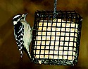 DSC_1157 female downy woodpecker n.jpg