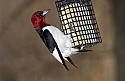 DSC_1180 red-headed woodpecker.jpg