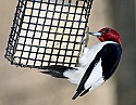 DSC_1181 red-headed woodpecker.jpg