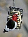 DSC_1190 red-headed woodpecker n.jpg