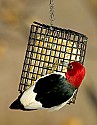 DSC_1192 red-headed woodpecker.jpg