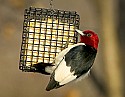 DSC_1196 red-headed woodpecker.jpg