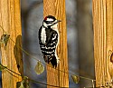 DSC_1208 male downy woodpecker.jpg
