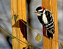 DSC_1210 downy woodpecker.jpg