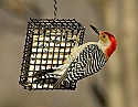 DSC_1239 red-bellied woodpecker.jpg