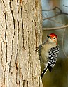 DSC_1245 red-bellied woodpecker.jpg
