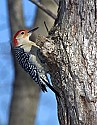 DSC_1263 red-bellied woodpecker.jpg