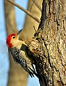 DSC_1267 red-bellied woodpecker.jpg