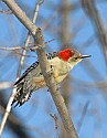 DSC_1314 red-bellied woodpecker.jpg