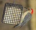 DSC_1373 red-bellied woodpecker n.jpg