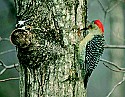 DSC_2337 red-bellied woodpecker (toned).jpg