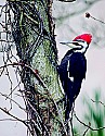 DSC_6783 pileated woodpecker male (toned).jpg